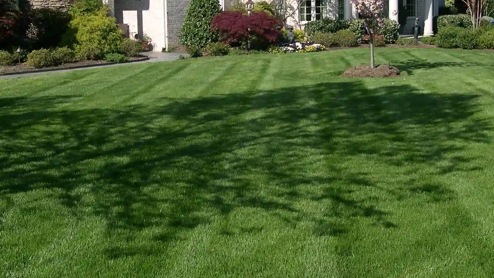 Commercial Lawn Maintenance