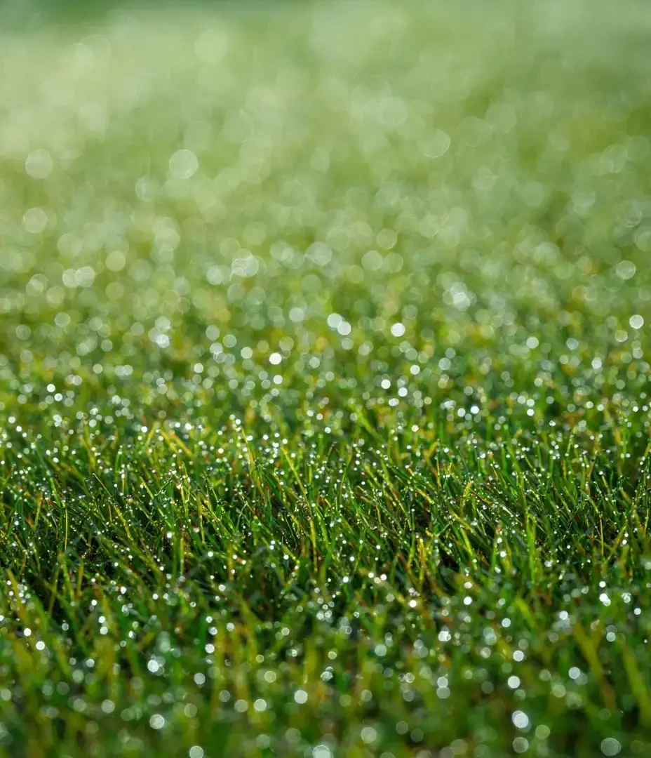 raleigh lawn aeration and overseeding service